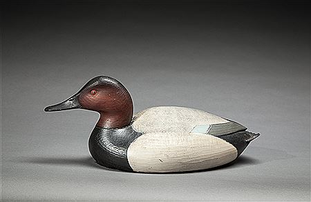 Canvasback Drake