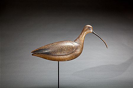 Oversized Curlew