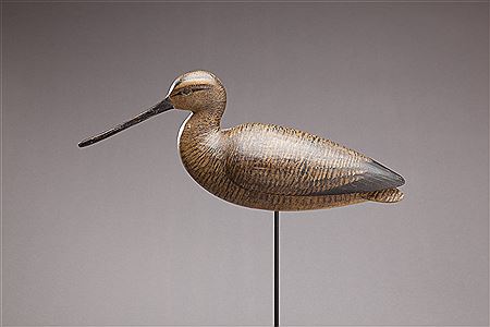 Godwit