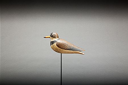 Semipalmated Plover