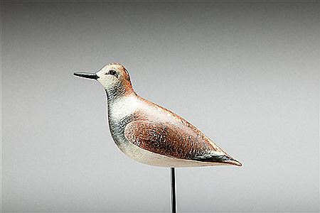 Ruddy Turnstone