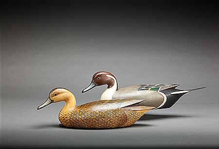Pintail Pair