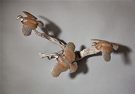 Flying Quail