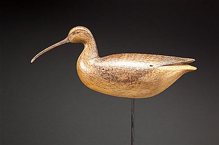 Curlew