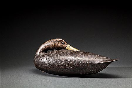Preening Cork Black Duck