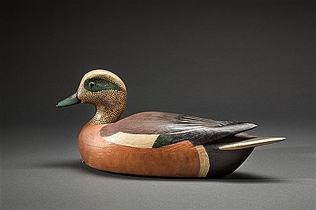 Wigeon Drake
