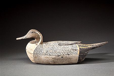 Pintail Drake