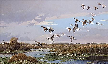 Pintails