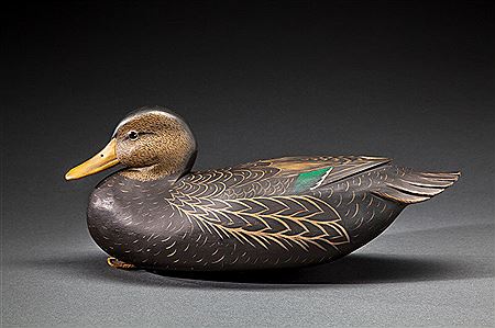 Black Duck