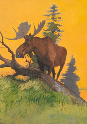 Sunset Moose