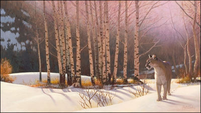 Aspen Puma