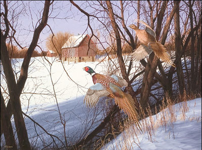 Leaving Shelter Behind, Midwest Pheasants