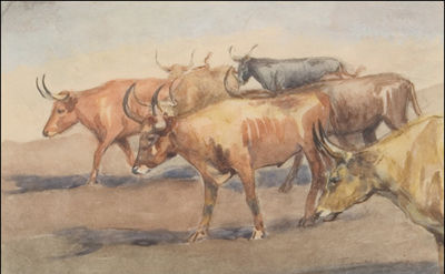 Longhorn Steers