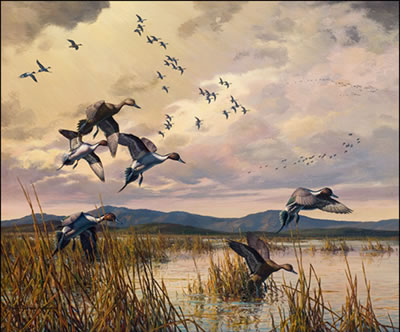 PINTAILS