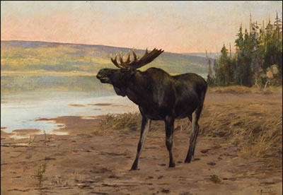 MOOSE NEAR BANFF