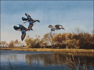 WOOD DUCKS