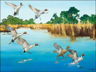 PINTAILS