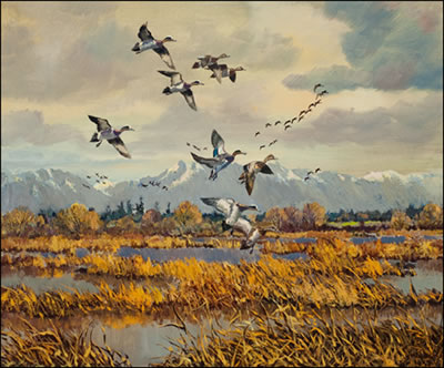WIDGEON IN BRITISH COLUMBIA