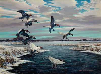Canvasbacks