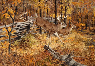 Whitetails on the Move