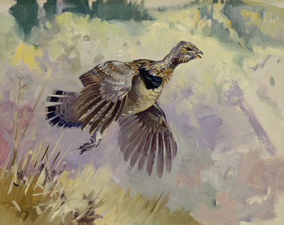 Ruffed Grouse