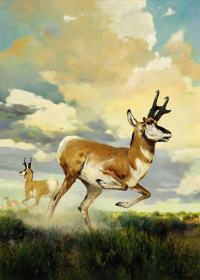 Pronghorn Antelope