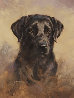 Black Lab
