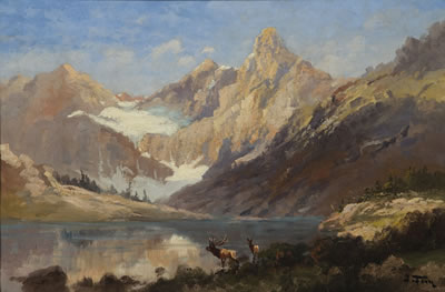 Elk in Glacier Park