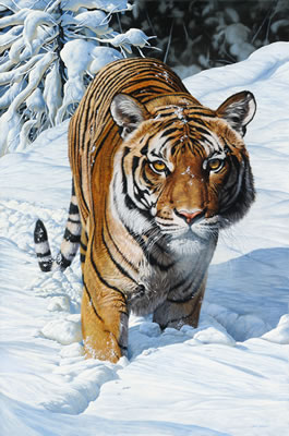 Snow Patrol