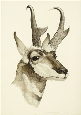 Pronghorn Antelope