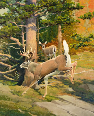 The White-Tail Deer - Aristocrat of American Game