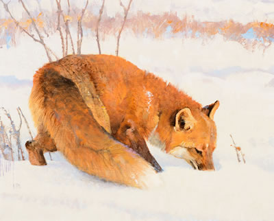 Foraging Fox - Sniffing for Mice (1991)