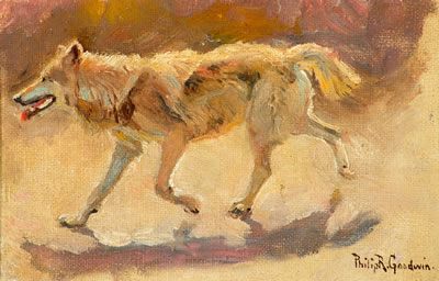 Wolf