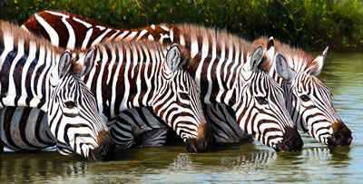 Zebras Drinking, Masai Mara (2013)