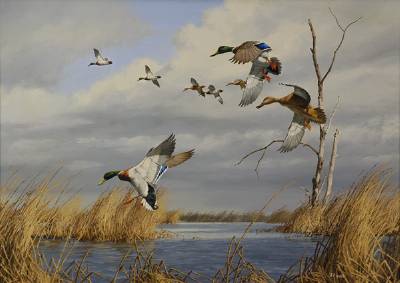 Mallards