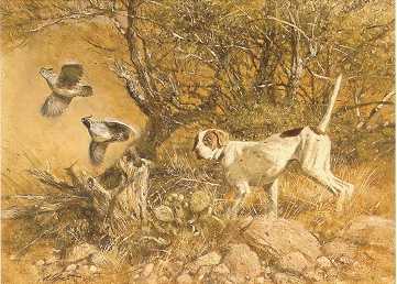 Pointer and Gambels