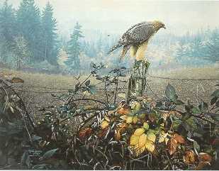 Raptor's Watch