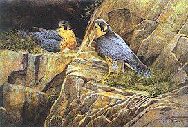 Peregrine Pair