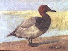 Redhead Duck