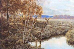 Whitetails at Dawn