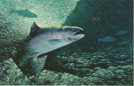 Atlantic Salmon
