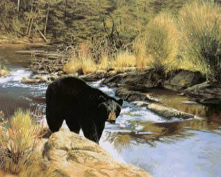 Black Bear