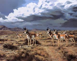 Pronghorns