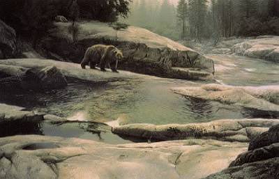 Uzumati - The Great Bearof Yosemite