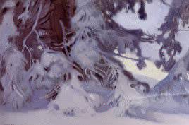 Pine Boughs in the Snow