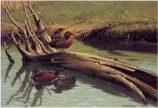 Morning Swim