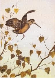 Woodcock