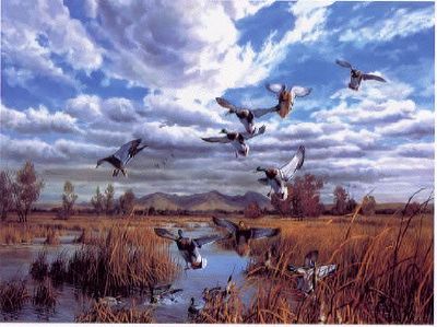 Mallards
