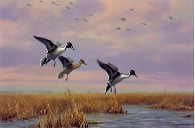 Pintails