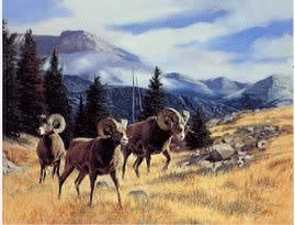 Big Horn Sheep